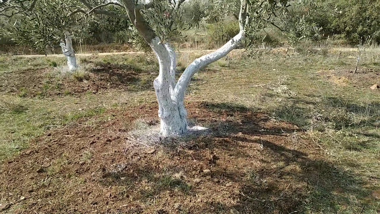 25 Φεβρουαρίου 2021 άπλωμα κοπριάς στα ελαιοδεντρα