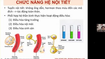 ĐẠI CƯƠNG HỆ NỘI TIẾT / ÔN THI SINH LÝ 2023 - CK1, THẠC SĨ / ĐHYD TPHCM - Ts.Bs.Lê Quốc Tuấn