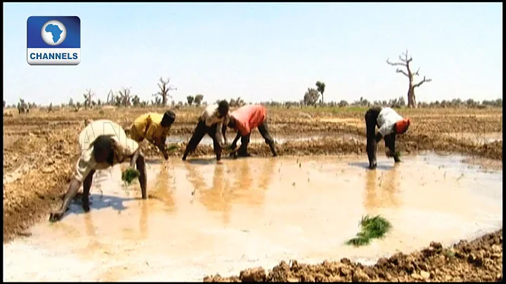 Ways To Ensure Food Security In Nigeria Pt.2 |Earthfile|