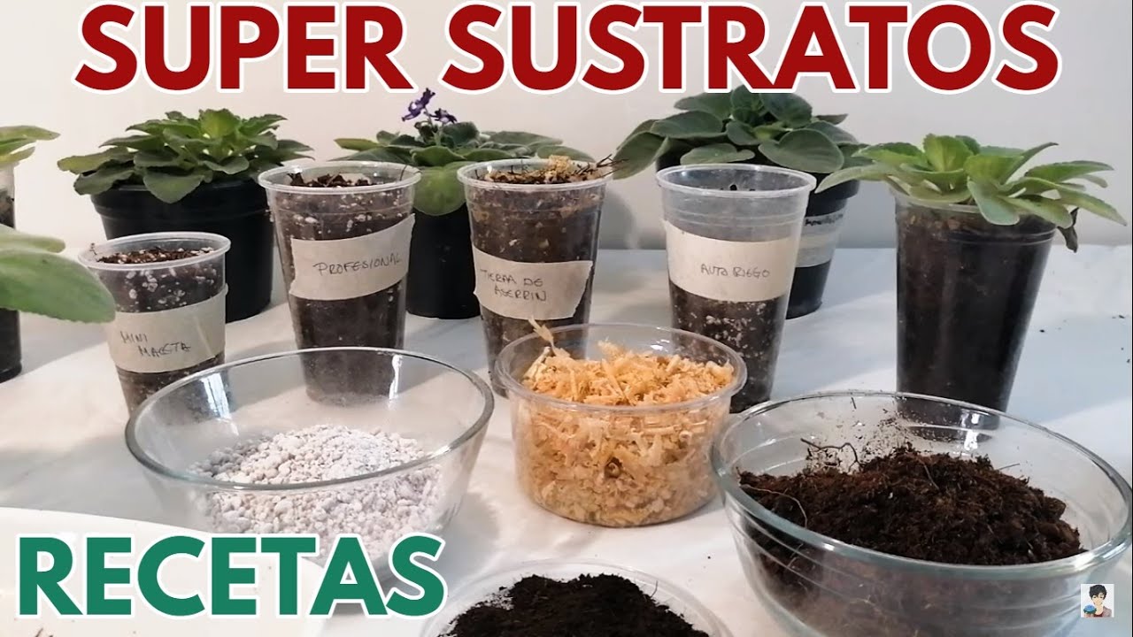 violetas africanas tierra sustratos especiales de chuyito jardinero