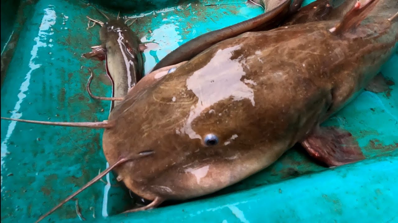 Рыболовная леска так заманчива, ловить сома и мелкую рыбу без остановки! | GĐCG #1035