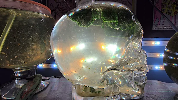 Thawed Sea-Monkeys in a Skull! | May 2025