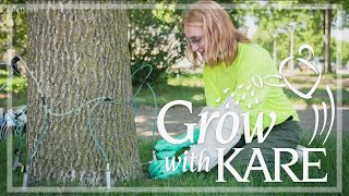 Grow with KARE: Treat or remove your ash trees this growing season