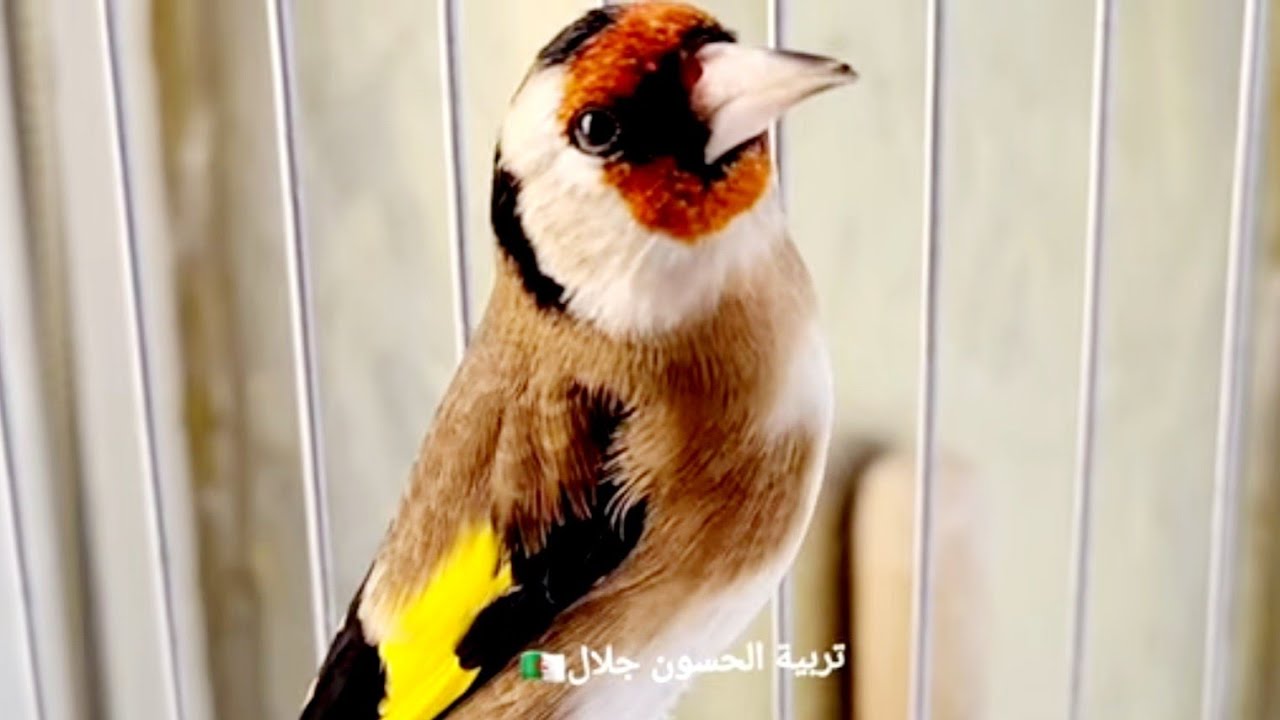 علاج سوسة المنقار أو الآبسي بكل سهولة حذاري منها مشكل كبير عند الحسون والطيور الأخرى