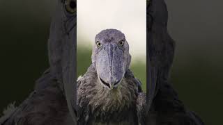 This Bird Gives Me Goosebumps  The Majestic Shoebill Stork #prehistoric #animals #shorts