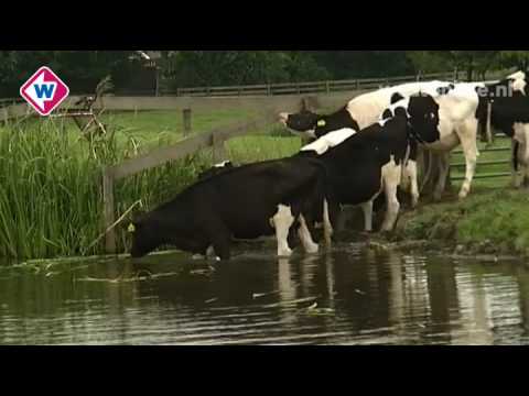 Video: Vanille - Beschrijving, Oogsten Van Vanillevruchten. Nuttige Eigenschappen En Toepassingen Van Vanille