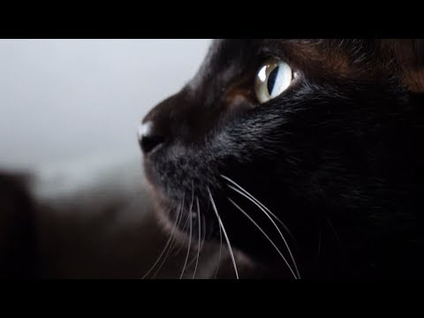 Корм для животных: из чего сделан "ягнёнок" для вашей кошечки?