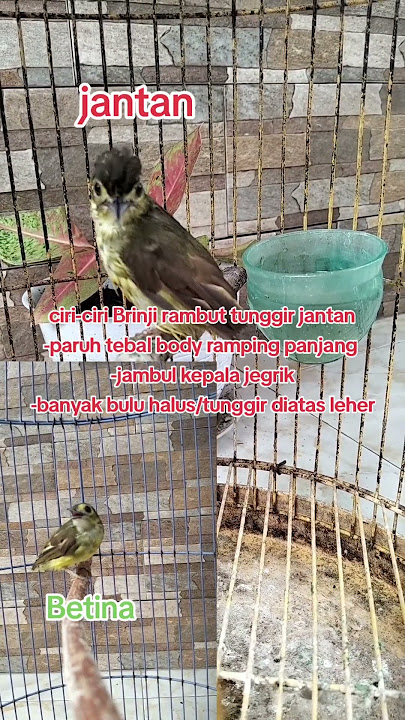 Ciri-ciri burung Brinji rambut tunggir jantan #kicaumania