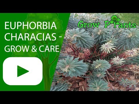 Euphorbia characias - growing and care (wulfenii)