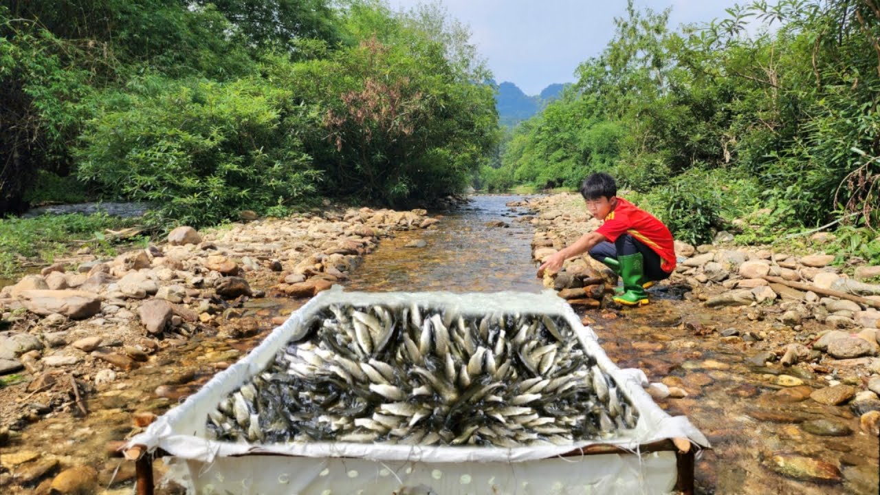 The boy Lam used a punctured tarpaulin to make a fish trap and caught a ...