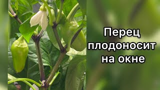 Перец плодоносит на окне