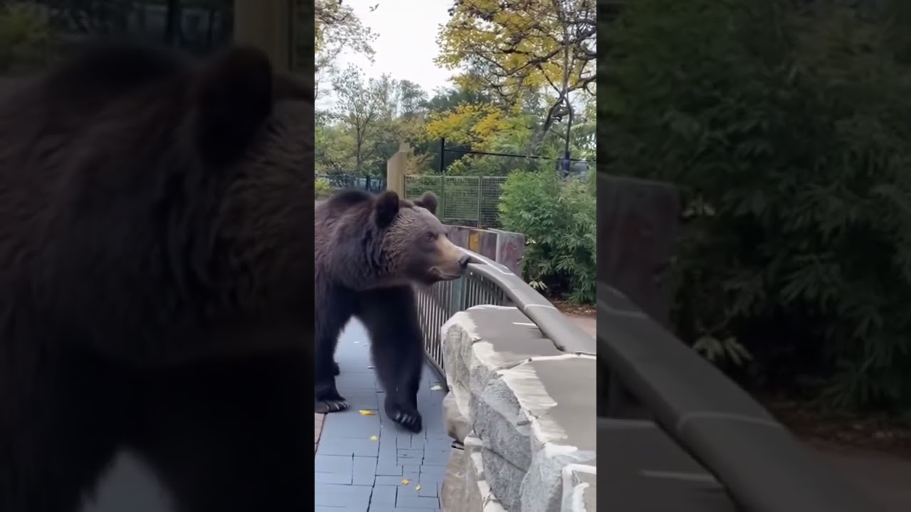 Bear Escapes at Zoo 😱🐻 | Visitors Panic and Run | AI Shocking Footage