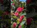 Beautiful Camellia #camellia #flowers #nature #spring #relaxing #shorts