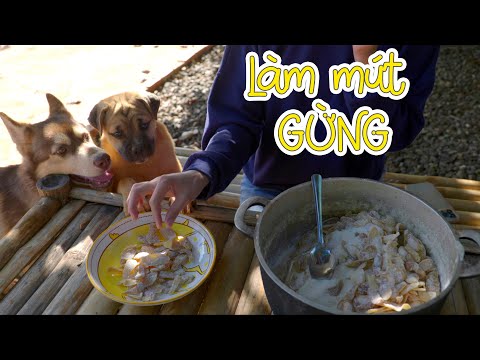 Video Làm Món Mứt Gừng Mà Các Bạn Cún Rất Thích - youtube