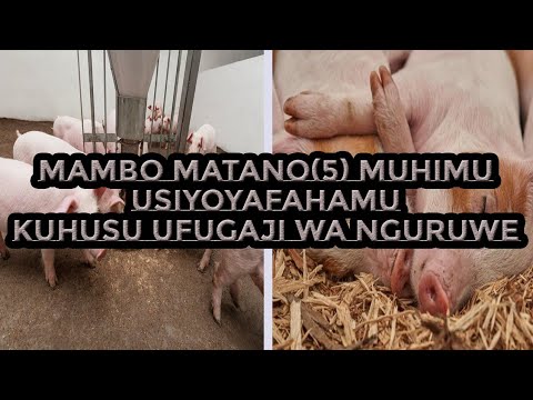 Video: Kwa Nini Nguruwe Ya Guinea Ni Nguruwe