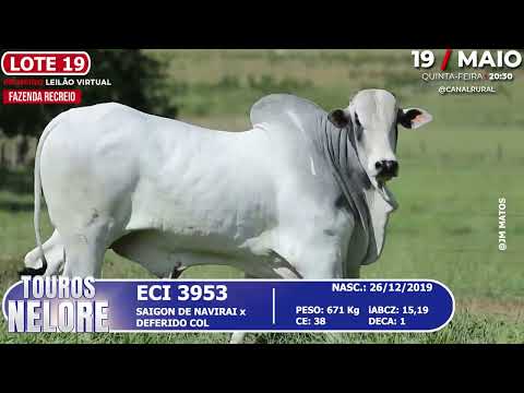 LOTE 19   ECI 3953