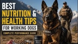 Best Nutrition and Health Tips for Working Dogs
