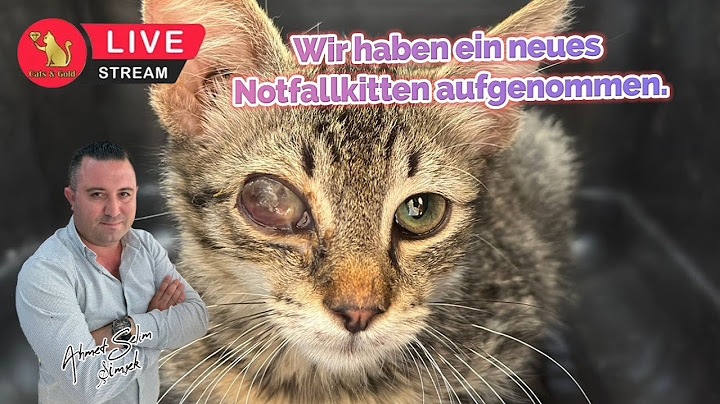 Wir haben ein neues Notfallkitten aufgenommen.