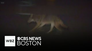 Hunting may increase coyote population, study says