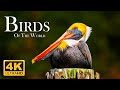 Birds Of The World 4K - Scenic Wildlife Film With Calming Music