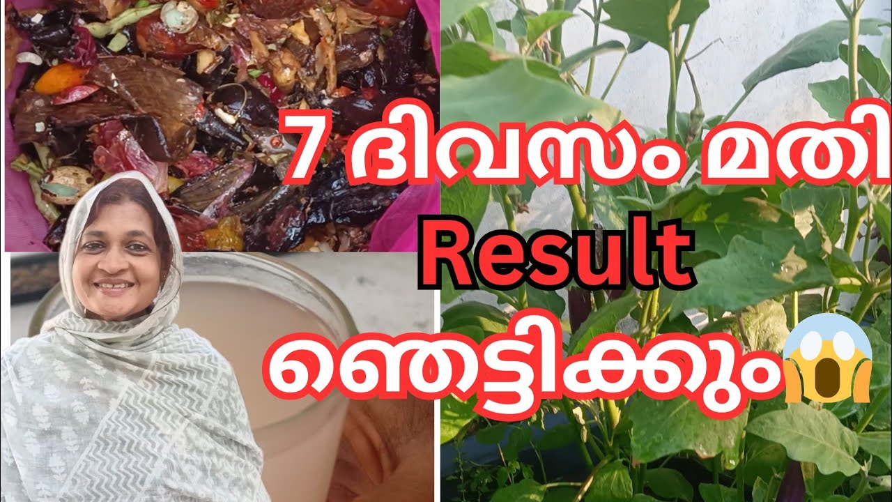 പച്ചക്കറി വേസ്റ്റ് + കഞ്ഞിവെള്ളം = Powerful ജൈവ സ്ലറി | FREE Organic Fertilizer