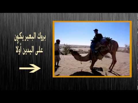 كيفية النزول الى السجود بالص ور للشيخ ابن عثيمين Wmv