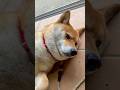 新種発見💡えりまき柴犬 #柴犬 #shibainu #柴犬まる #癒し