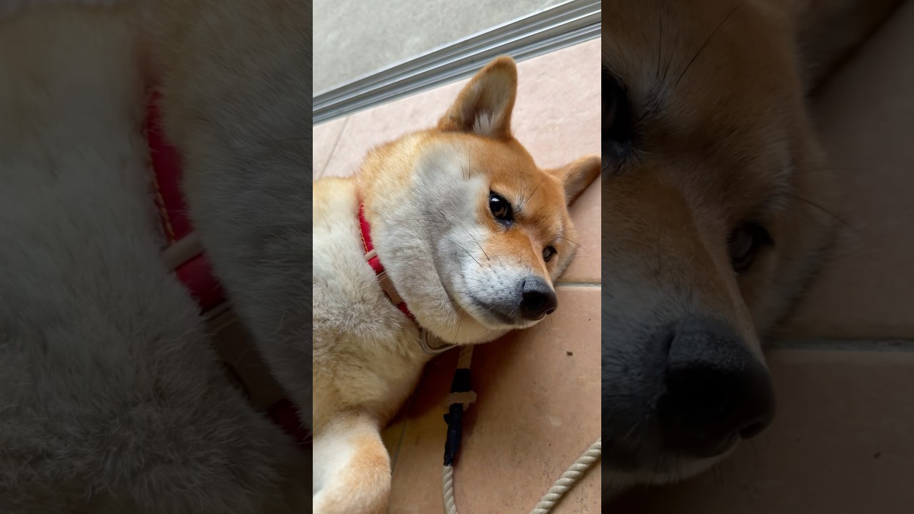 新種発見💡えりまき柴犬 #柴犬 #shibainu #柴犬まる #癒し