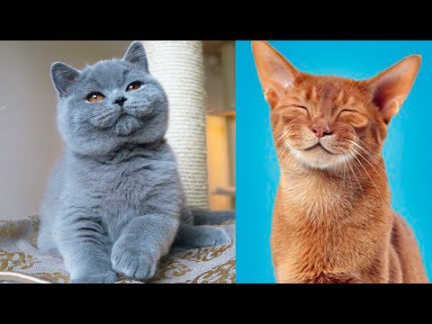 Videó: A Legszeszélyesebb Macskafajták