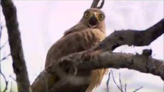 Dramatic Eagle Snatchers