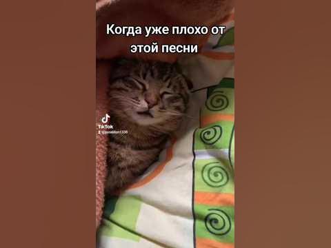 чипи чипи чапа чапа 🐱 | часть 6#чипичипи - YouTube