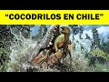 COCODRILOS Y ALOSAURIOS EN CHILE