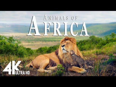 Wild Animals Relaxing Music Along With Beautiful Wildlife