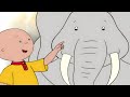 🐘 La Giornata di Caillou allo Zoo 😃 | Caillou Italiano - WildBrain