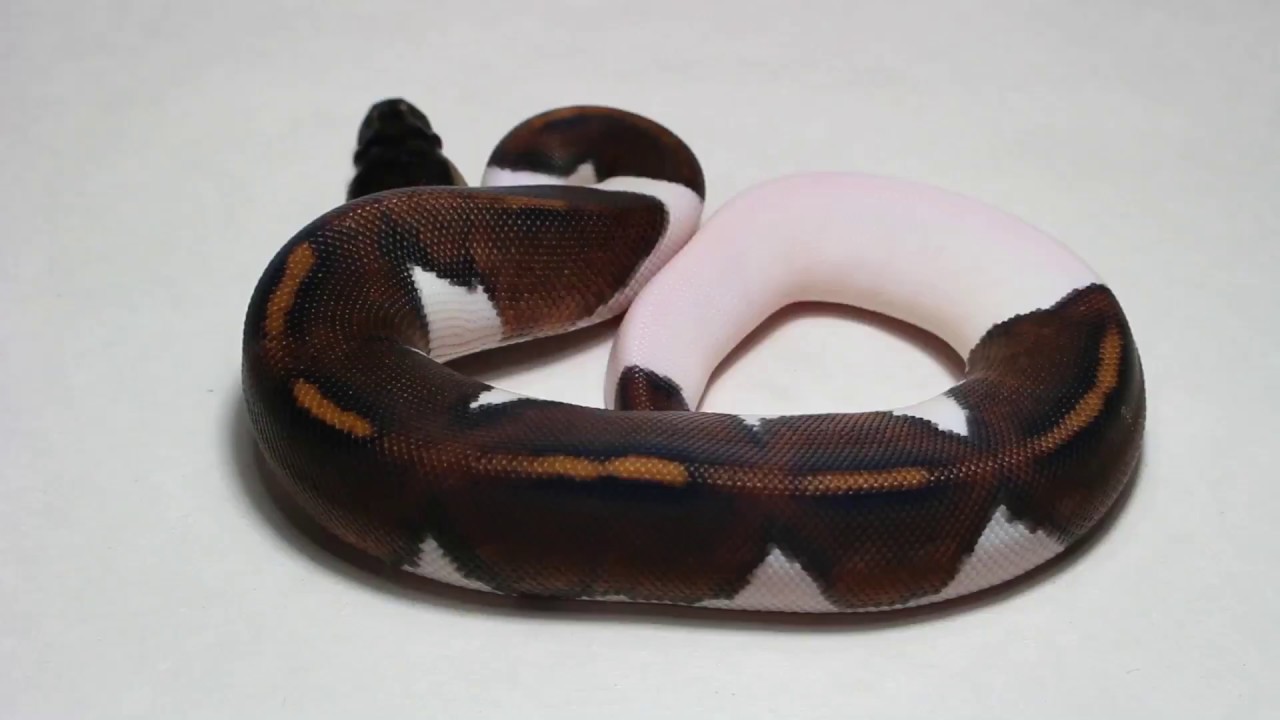 Black Pastel Pied Ball Python! - YouTube