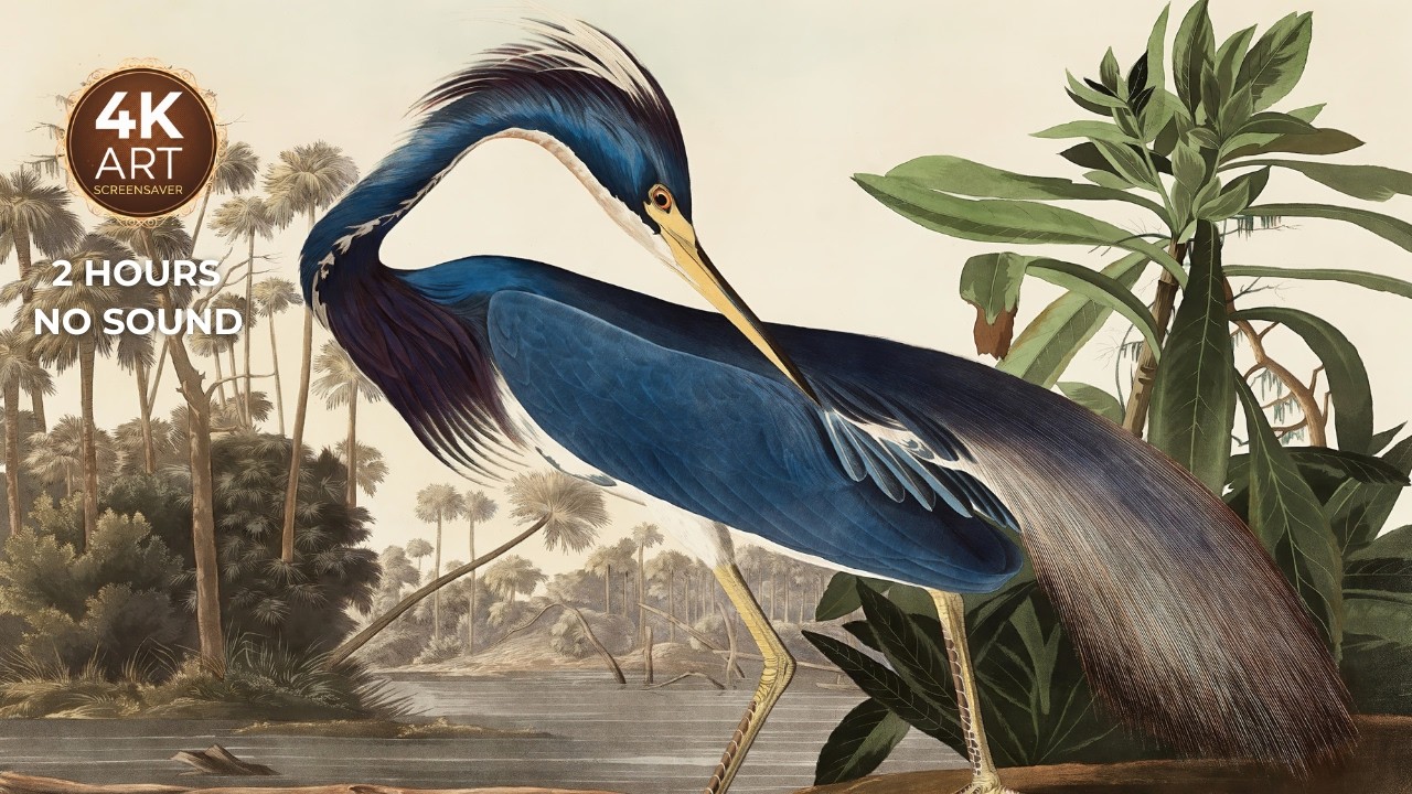 America's Most Famous Bird* | 2 Hours No Sound Screensaver I *Except Maybe the Eagle