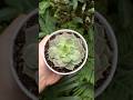 Laxmi Kamal #shorts #trending #laxmi #shortsfeed #plants #reels #viralvideo #trending #anjeer #song