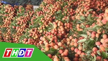 Bắc Giang: Tiêu thụ thành công 50 ngàn tấn vải chín sớm | THDT