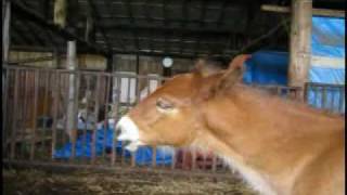 かゆいところに手が届く Youtube