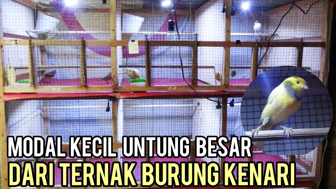 TERNAK BURUNG KENARI RELATIF MUDAH, MODAL KECIL UNTUNG BESAR || HOBI YANG MENGHASILKAN KEUNTUNGAN