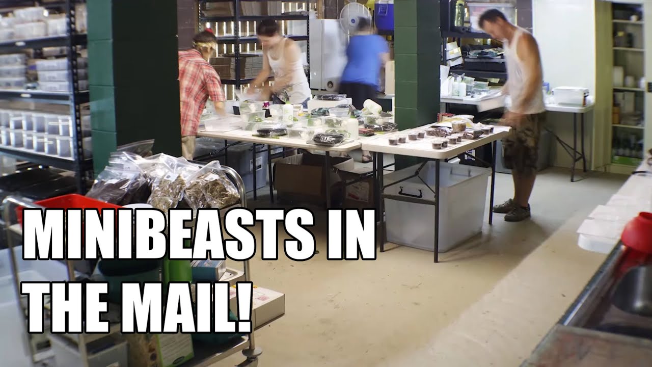 camera iphone 8 plus apk Minibeast Wildlife dispatch day