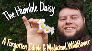 The Daisy A Forgotten Edible & Medicinal Wildflower. Facts, Uses & Folklore Bellis Perenis