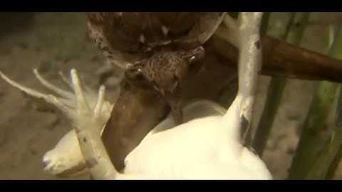 A giant water bug attacks and eats a frog, a snake...