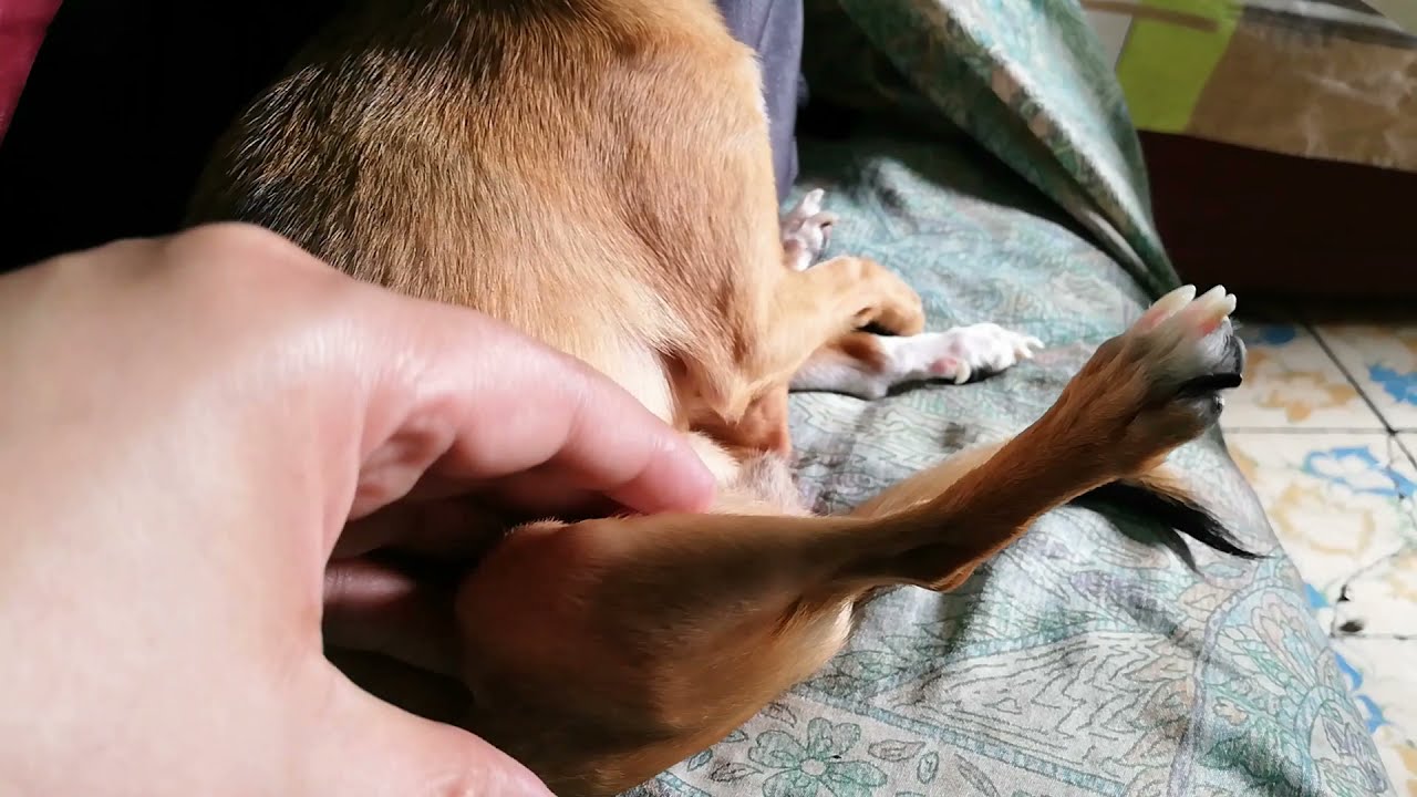 7. ¿Qué funciones cumplen los distintos tipos de huesos en el cuerpo de un perro chihuahua?