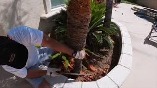 Mediterranean Palm Tree Pruning