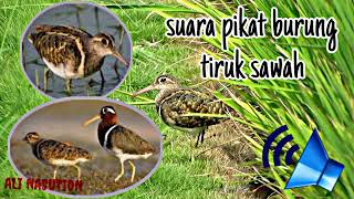 Suara panggilan burung tiruk sawah jantan dan betina‼️