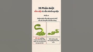 3S Phân Biệt Rắn Độc và Rắn Không Độc Dễ Dàng (P4)