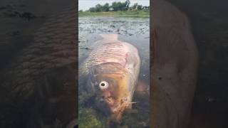 Amazing Big Stuck Carp Fishing Video #carpfishing #fishing #fish #video #shorts