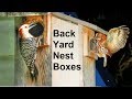 Screech Owl and Woodpecker Nest Boxes For Your Backyard