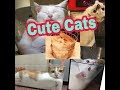 Top Adorable Funny Cats | Crazy Cats